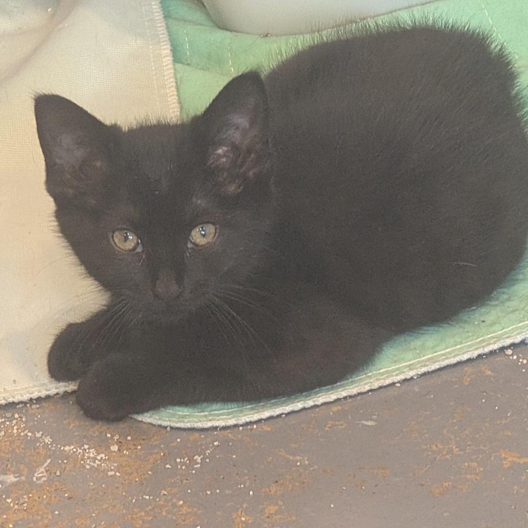 Charlie C26-051, a Adoptable American Shorthair in Franklin, PA image 2/2