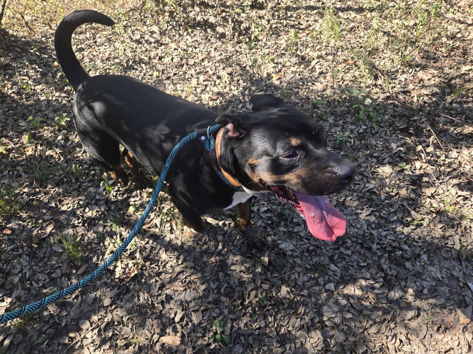 Camp, Adoptable, Adult Male Rottweiler & American Staffordshire Terrier.