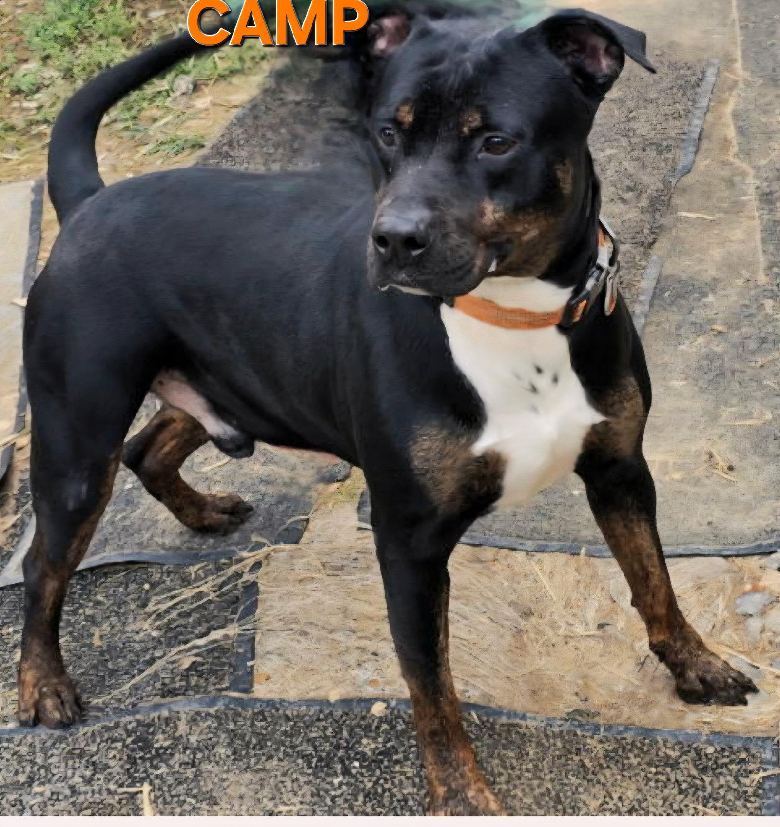 Enlarge Camp, a Adoptable mixed breed in Jackson, MS image 2/2