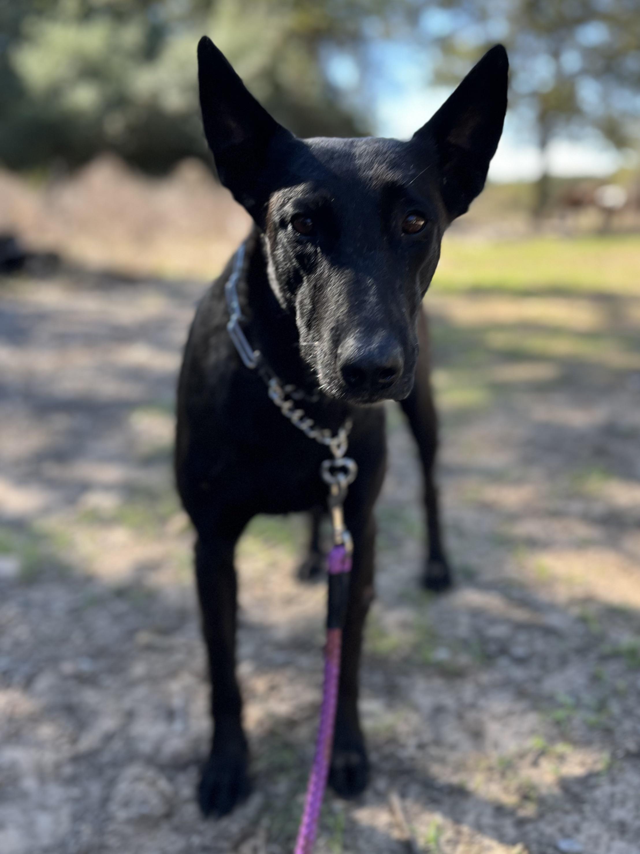 Revna, Adoptable, Young Female Belgian Shepherd / Malinois.