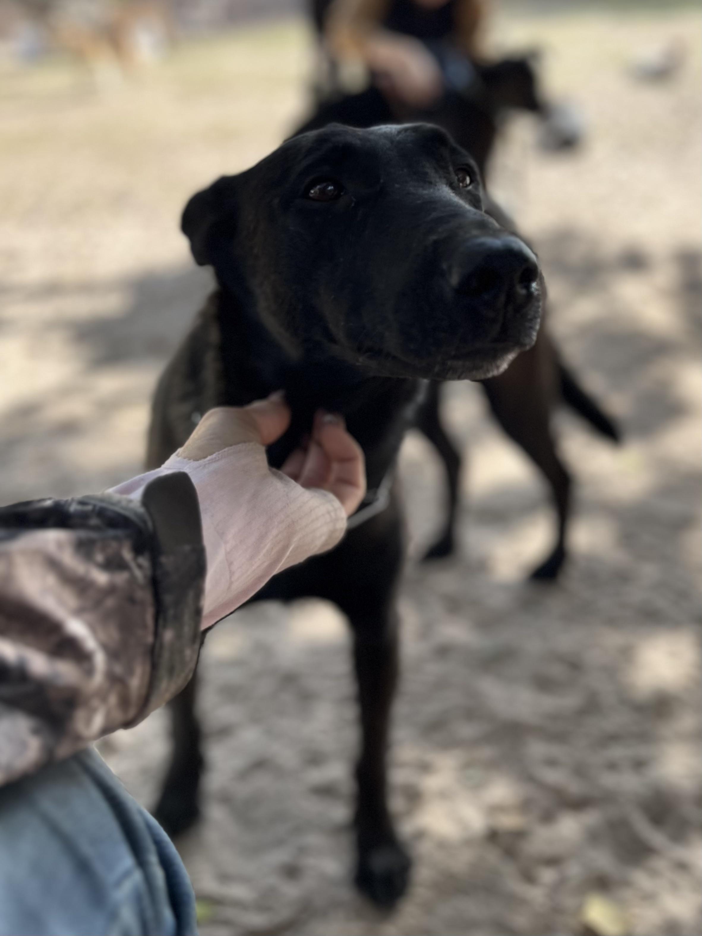 Revna, a Adoptable mixed breed in Lexington, TX image 2/2