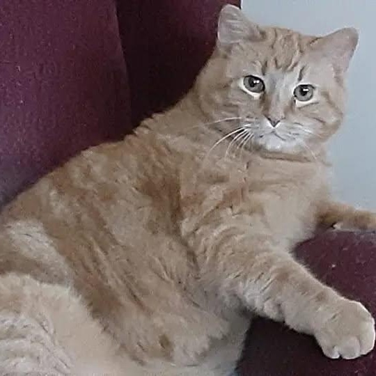 Enlarge Simba, a Adoptable Domestic Short Hair in Rockford, MI image 3/5