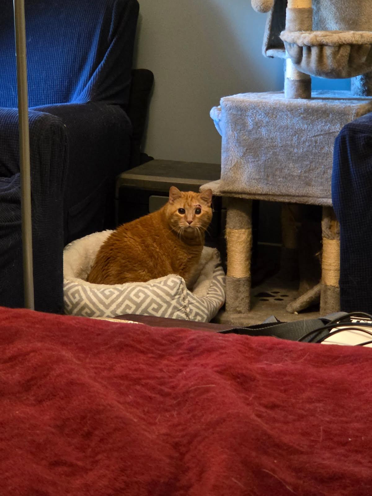 Enlarge Simba, a Adoptable Domestic Short Hair in Rockford, MI image 4/5