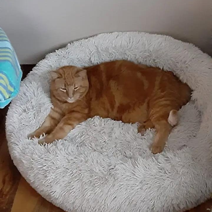 Enlarge Simba, a Adoptable Domestic Short Hair in Rockford, MI image 2/5