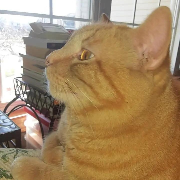Simba, Adoptable, Senior Male Domestic Short Hair.