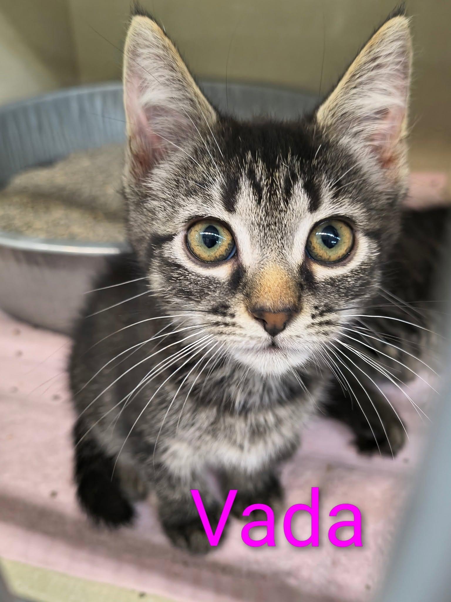 Enlarge Vada, an adopted Domestic Short Hair in Saint Marys, PA image 1/1