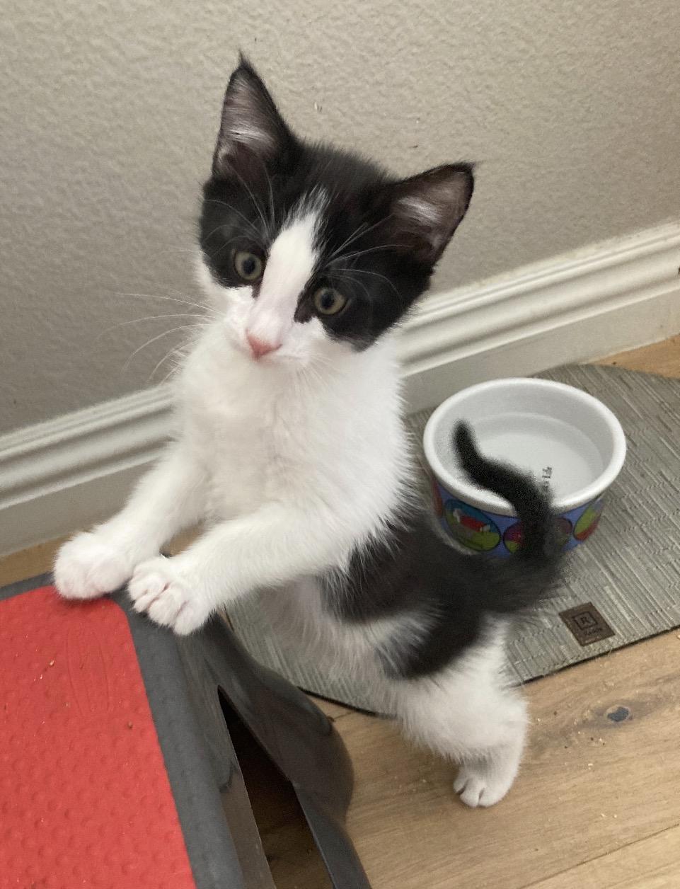 Enlarge Patrick Henry, a Adoptable Domestic Short Hair in Murrieta, CA image 2/3