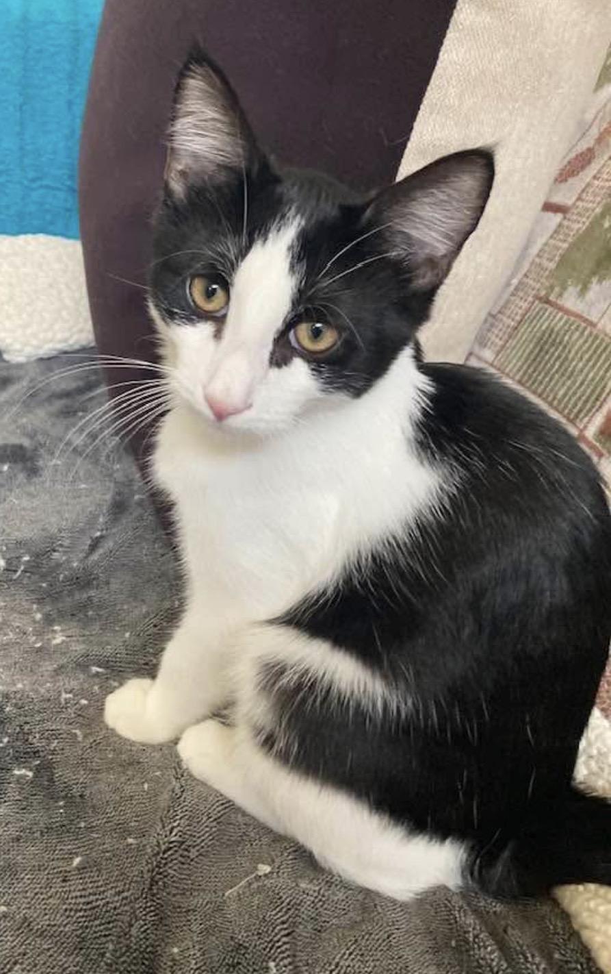 Enlarge Patrick Henry, a Adoptable Domestic Short Hair in Murrieta, CA image 1/3