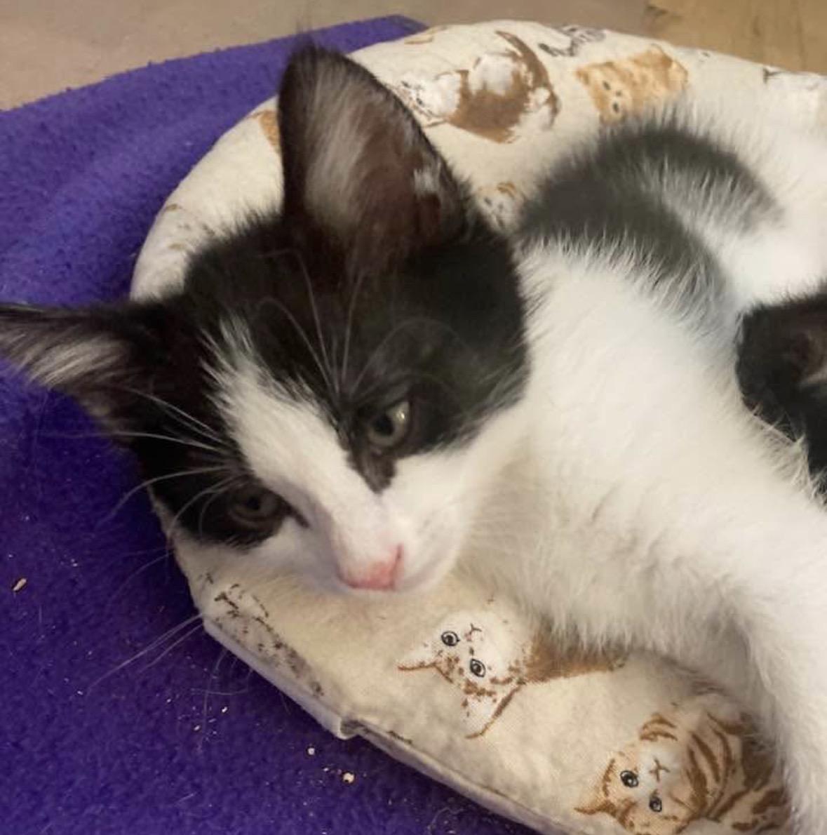 Enlarge Patrick Henry, a Adoptable Domestic Short Hair in Murrieta, CA image 3/3