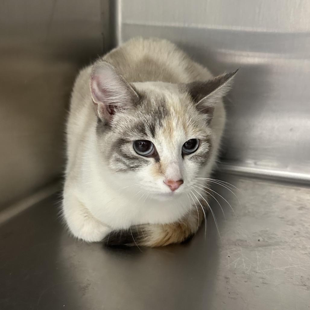 Enlarge Swirl - Chow Hound Knapp's Corner, a Adoptable Siamese in Grand Rapids, MI image 1/1