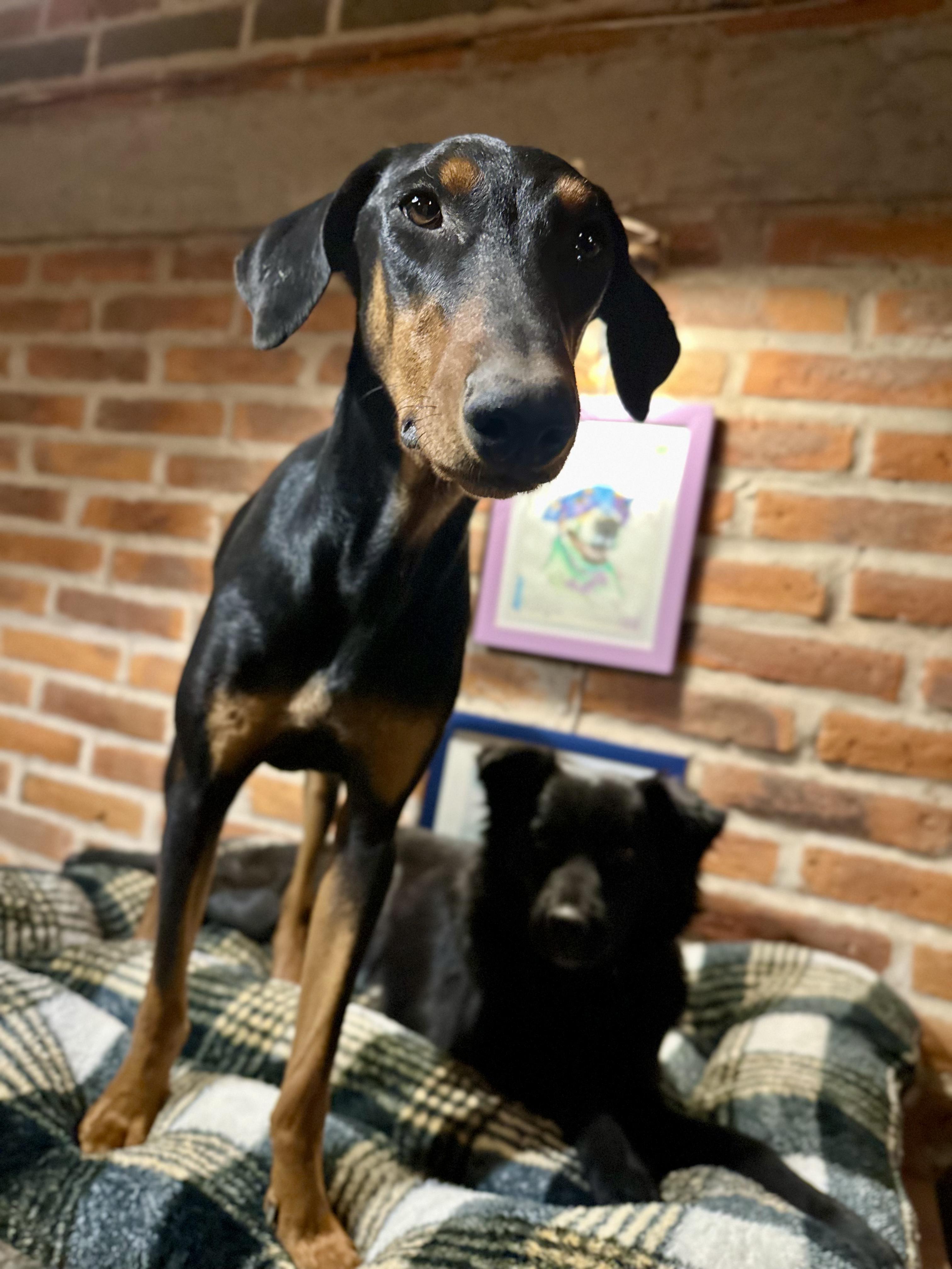 Enlarge Victoria, a Adoptable Doberman Pinscher in Encino, CA image 3/6