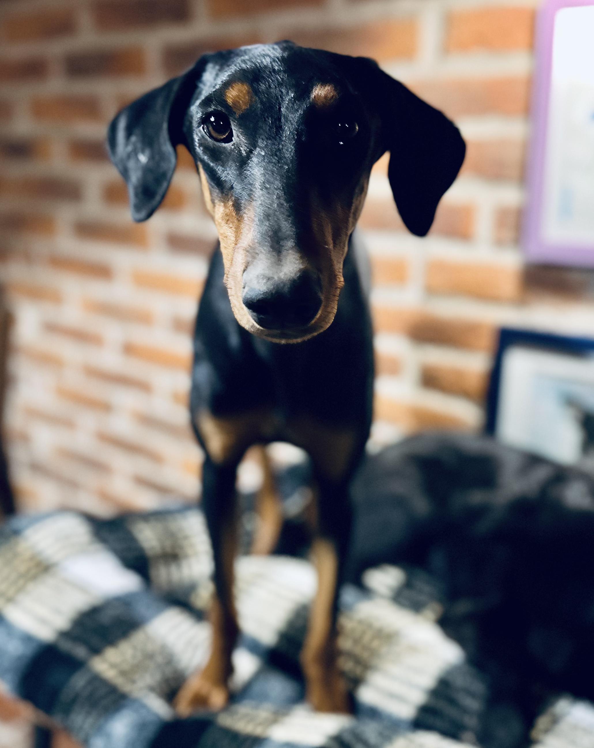 Victoria, Adoptable, Young Female Doberman Pinscher.