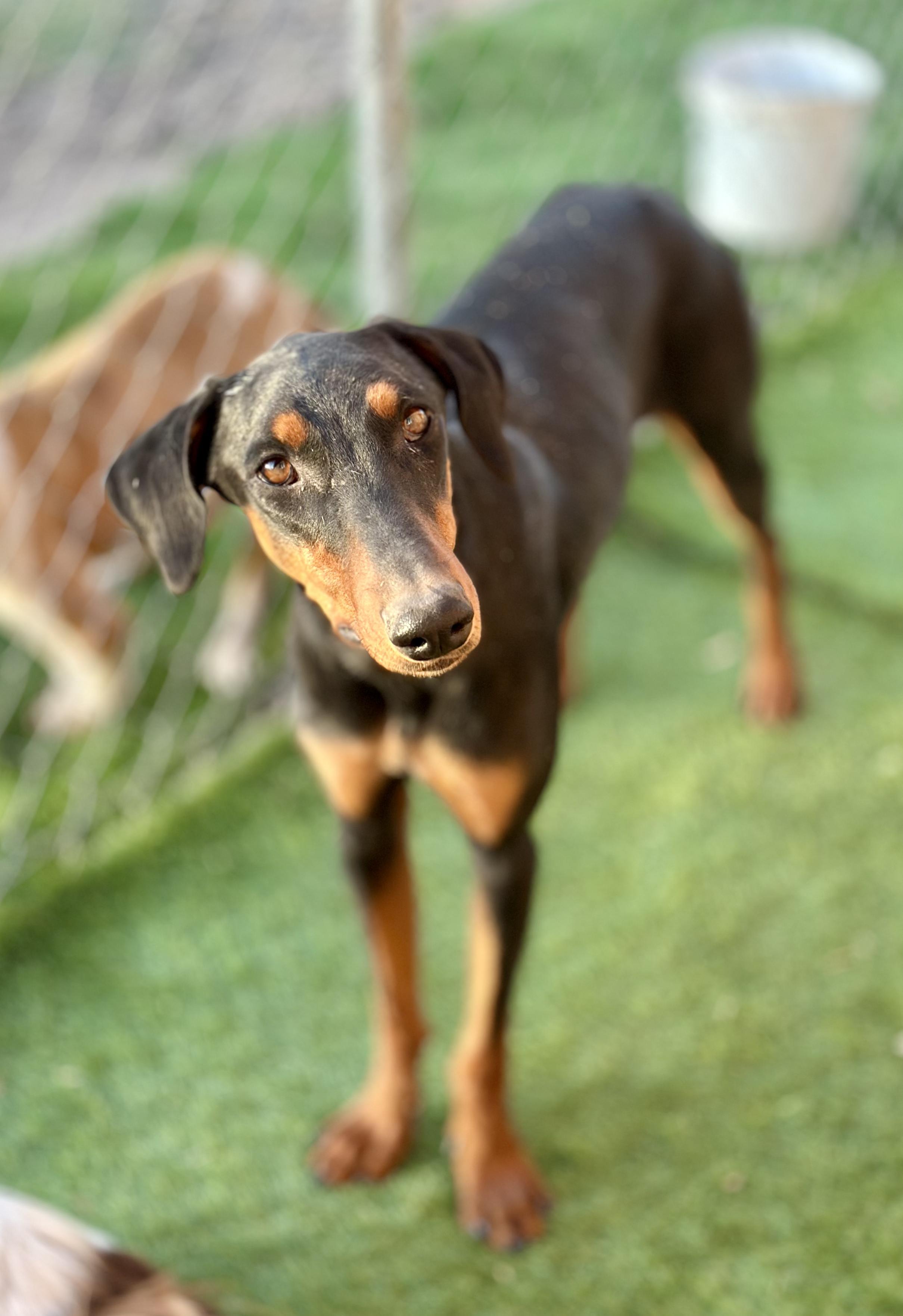 Enlarge Victoria, a Adoptable Doberman Pinscher in Encino, CA image 5/6