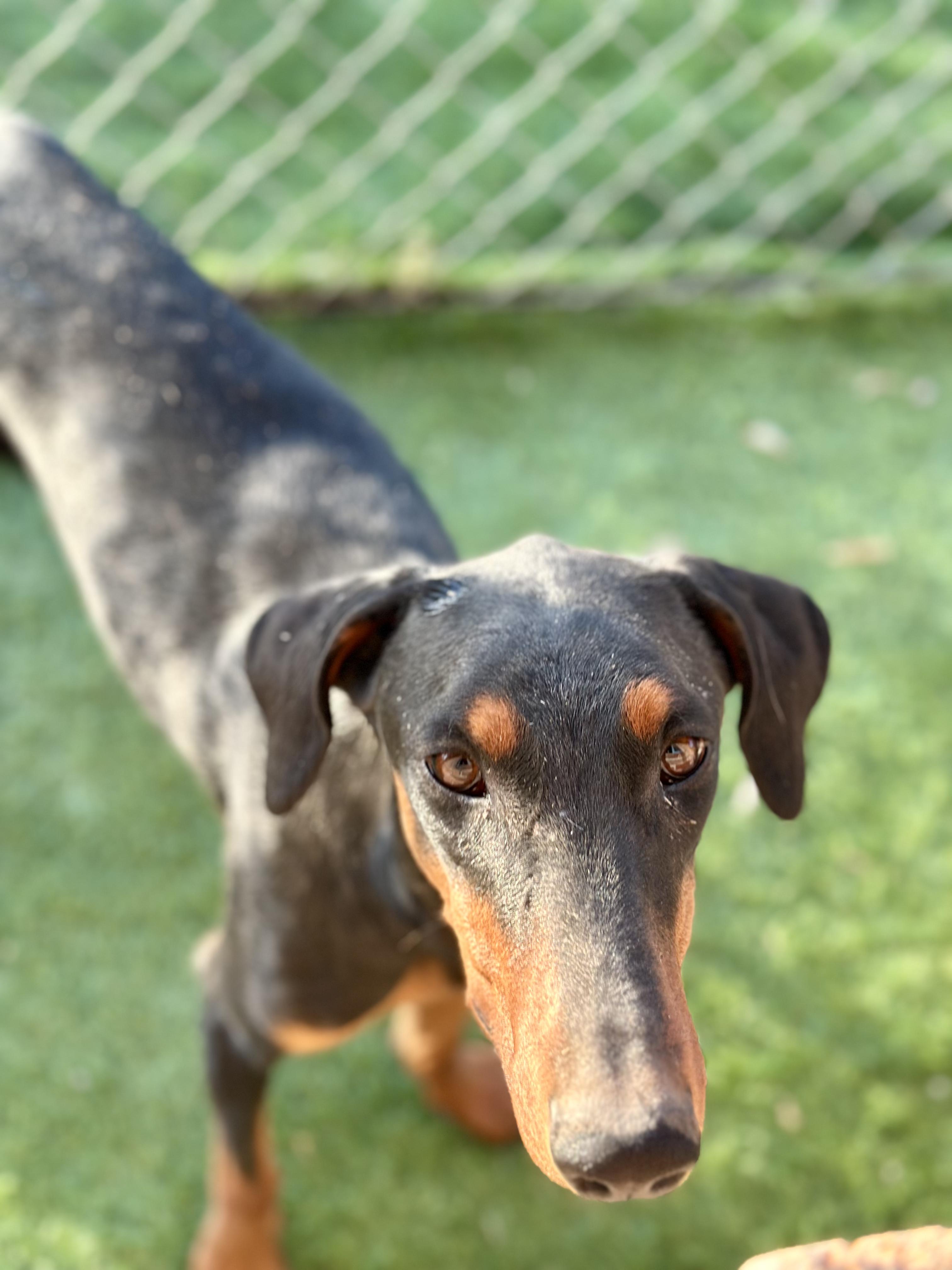 Enlarge Victoria, a Adoptable Doberman Pinscher in Encino, CA image 4/6
