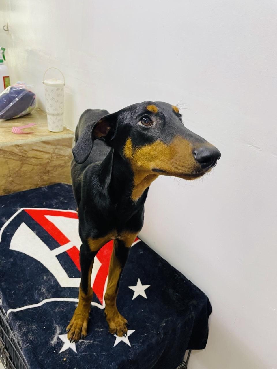 Enlarge Victoria, a Adoptable Doberman Pinscher in Encino, CA image 6/6