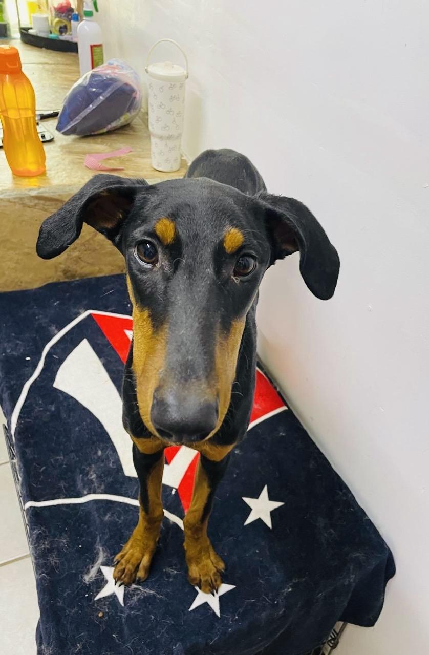 Enlarge Victoria, a Adoptable Doberman Pinscher in Encino, CA image 2/6