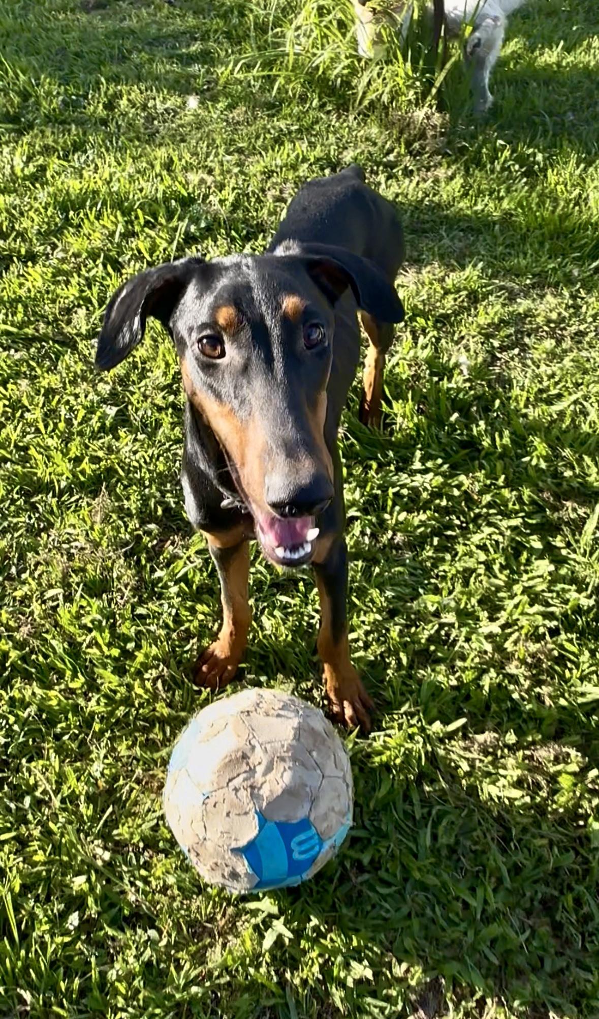Victoria, Adoptable, Young Female Doberman Pinscher.