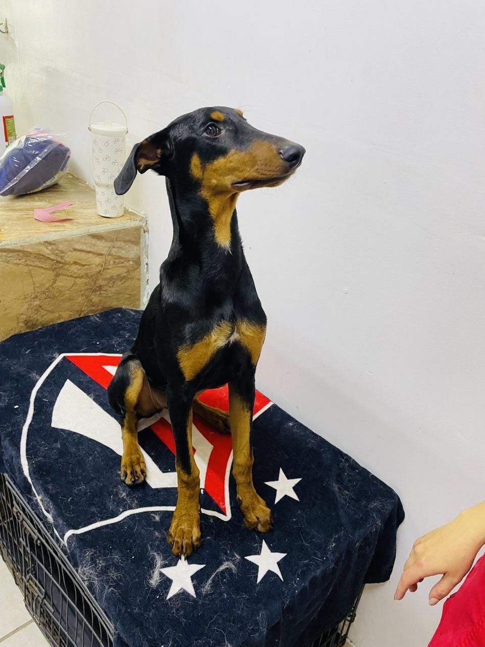 Enlarge Victoria, a Adoptable Doberman Pinscher in Encino, CA image 4/6