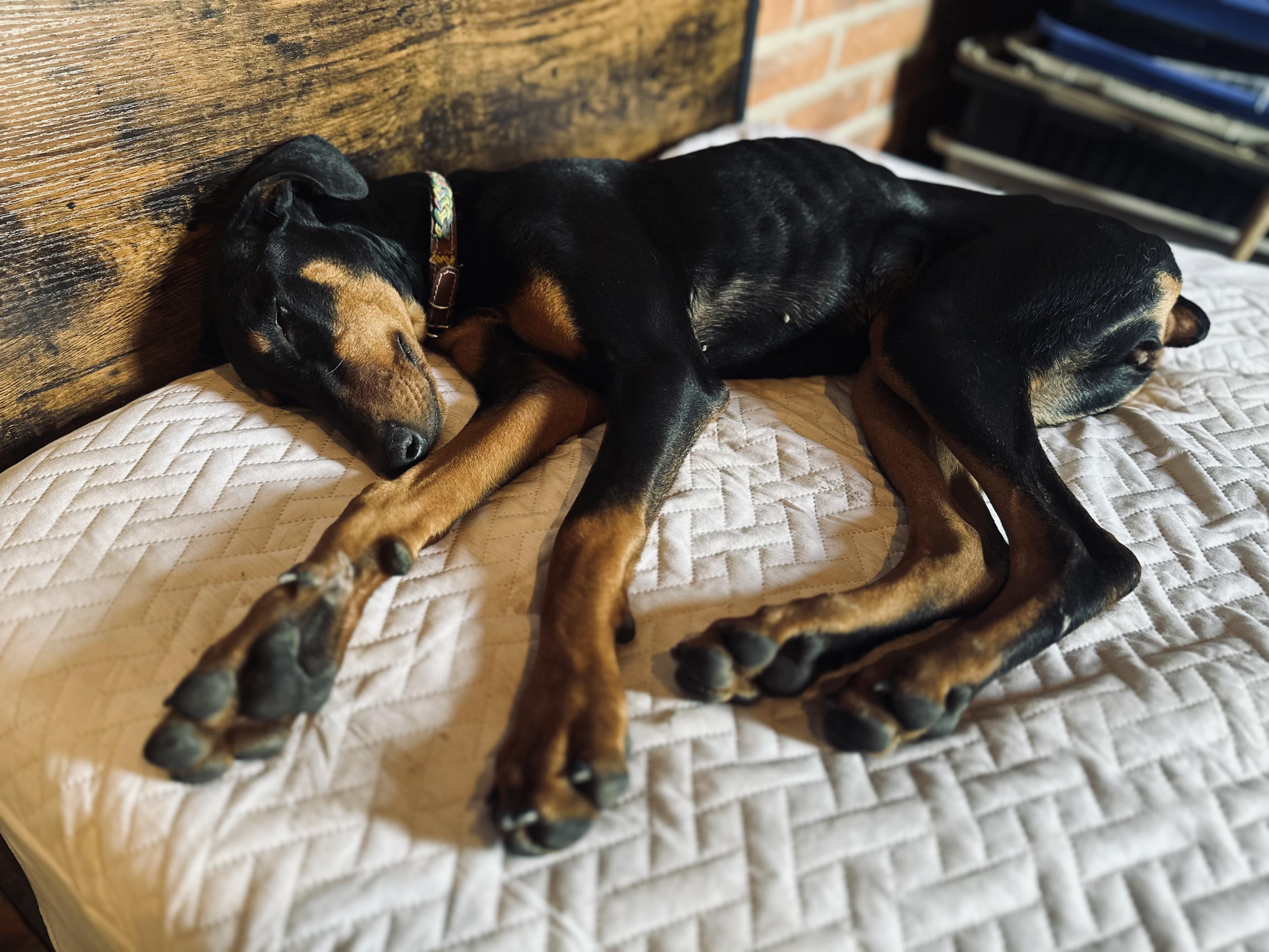 Enlarge Victoria, a Adoptable Doberman Pinscher in Encino, CA image 3/6