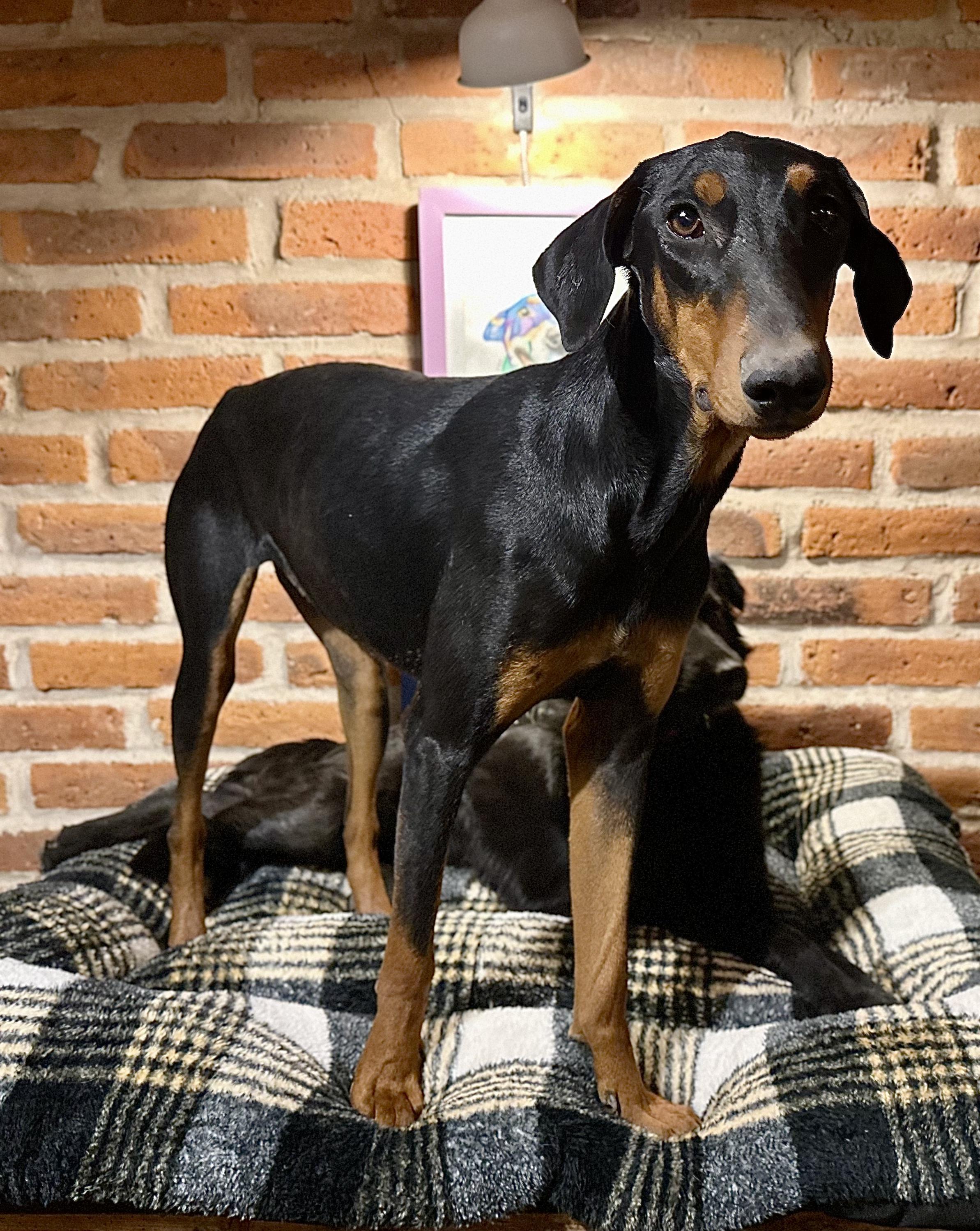 Enlarge Victoria, a Adoptable Doberman Pinscher in Encino, CA image 2/6