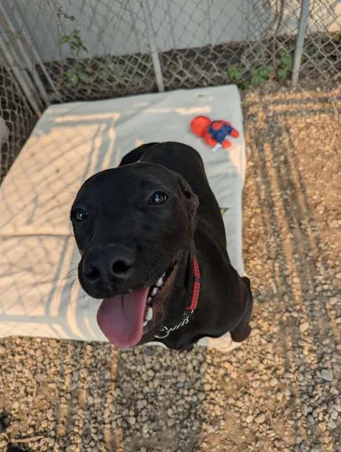 Enlarge Cleopatra, a Adoptable mixed breed in Brooks, AB image 3/5
