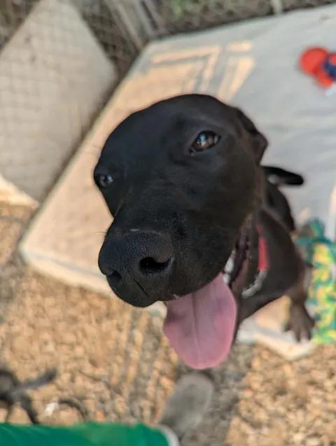 Enlarge Cleopatra, a Adoptable mixed breed in Brooks, AB image 5/5