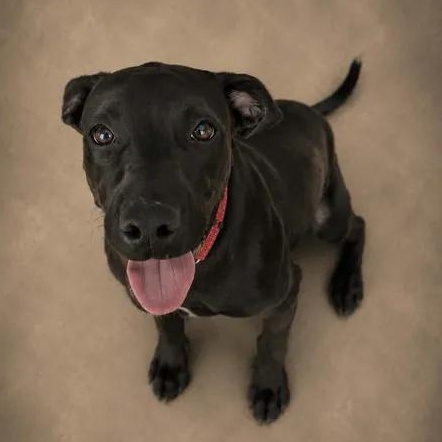 Cleopatra, Adoptable, Young Female Labrador Retriever & Pit Bull Terrier.