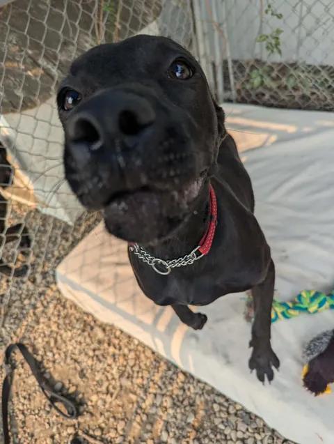 Enlarge Cleopatra, a Adoptable mixed breed in Brooks, AB image 2/5