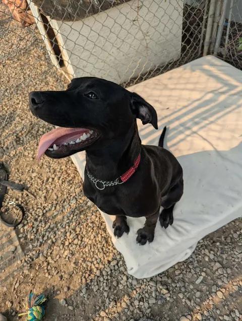 Enlarge Cleopatra, a Adoptable mixed breed in Brooks, AB image 4/5