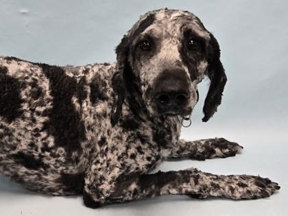 Enlarge Max, a Adoptable mixed breed in Coon Rapids, MN image 1/1