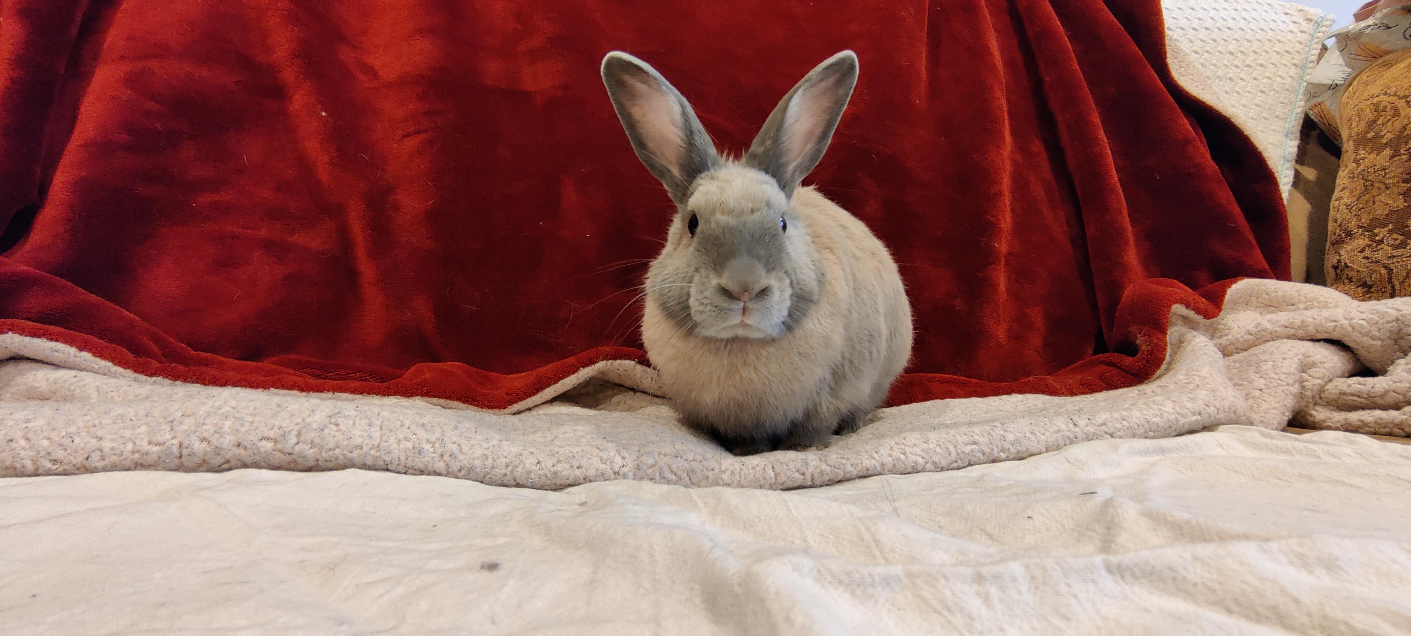 Annika, a Adoptable Harlequin in Los Angeles, CA image 2/4