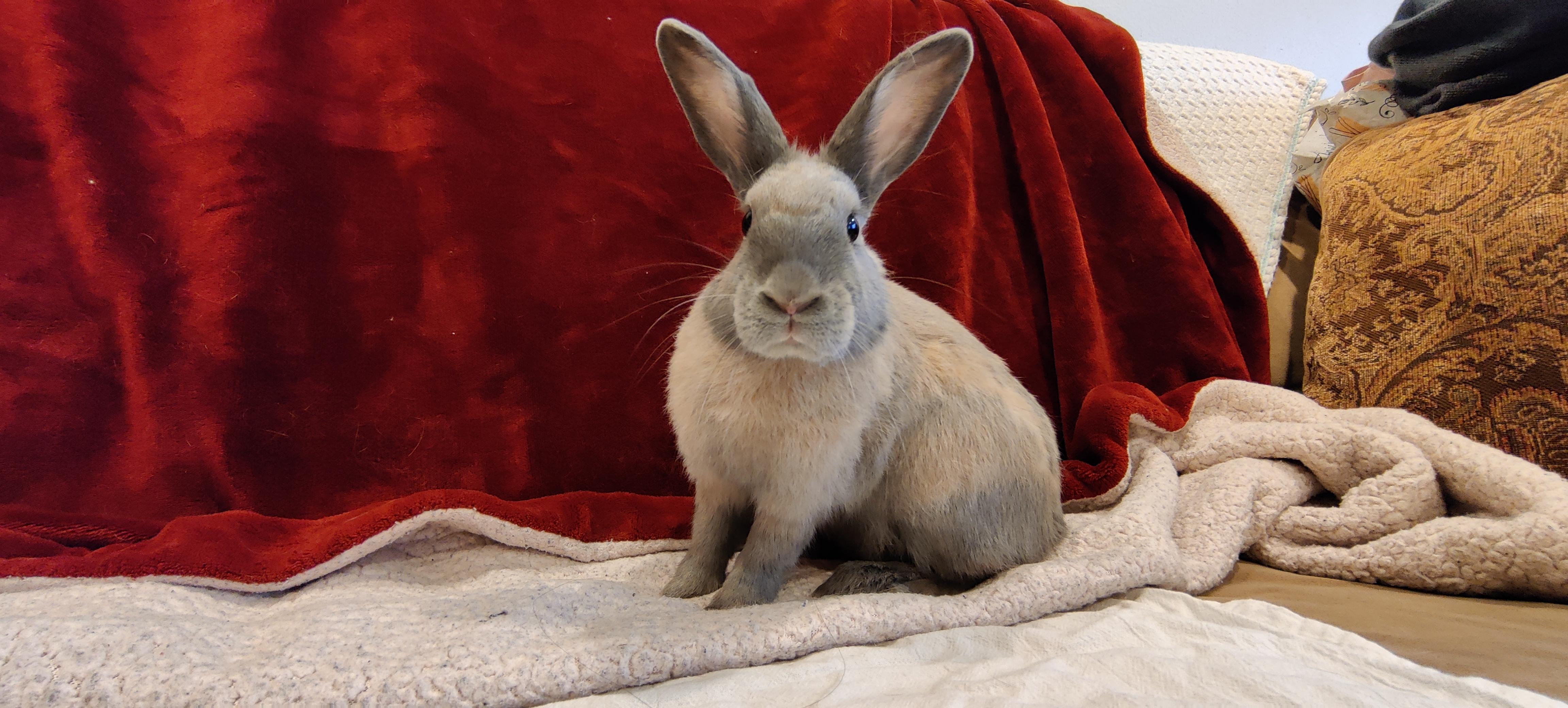 Annika, a Adoptable Harlequin in Los Angeles, CA image 3/4