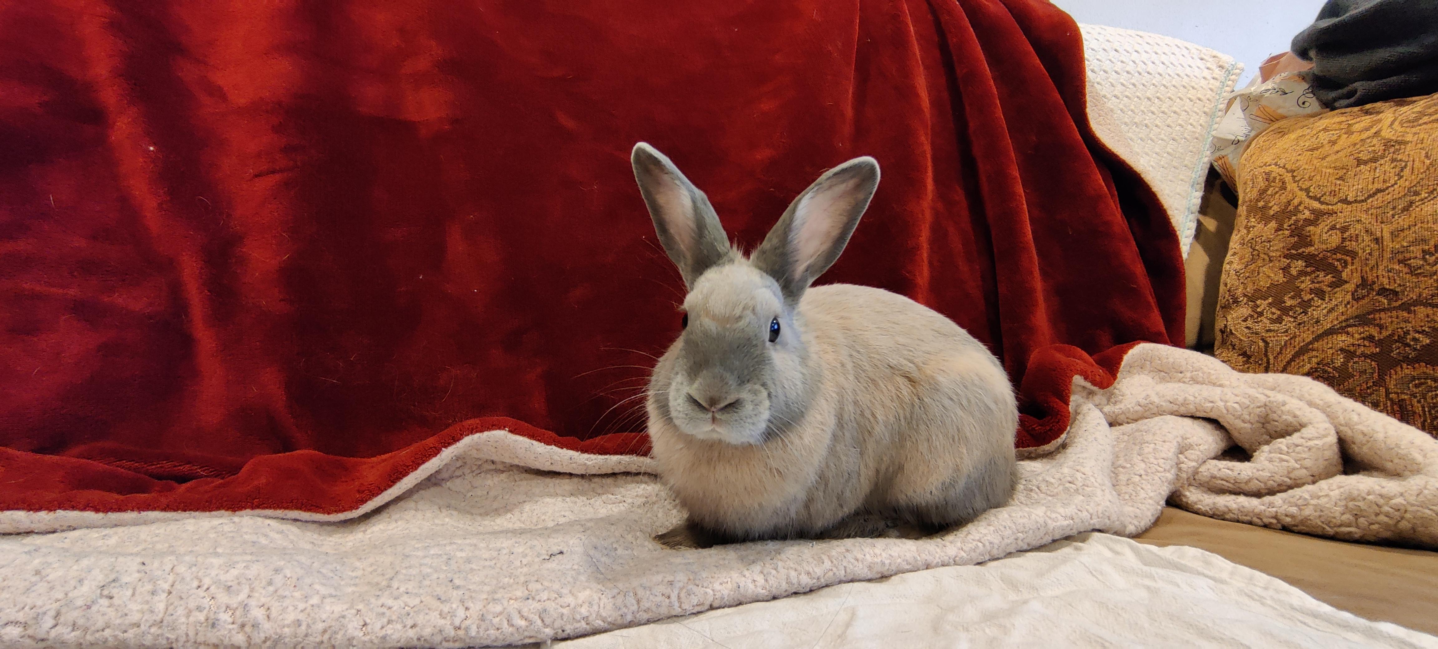 Annika, a Adoptable Harlequin in Los Angeles, CA image 4/4