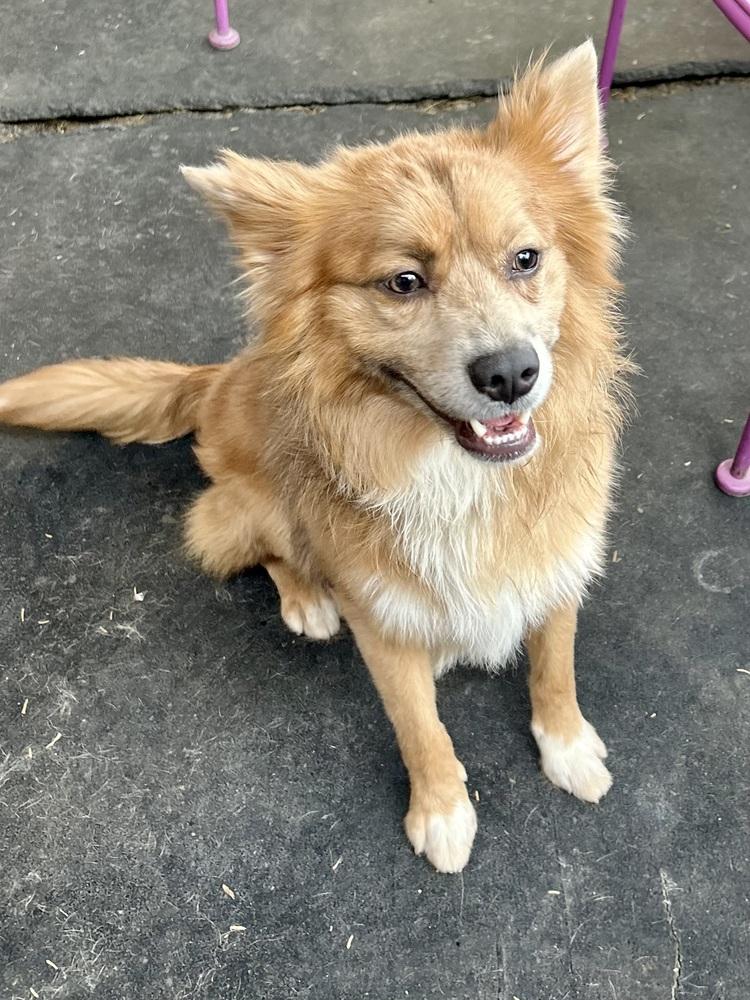 Monty, ADOPTABLE, Young Male Border Collie & Corgi.