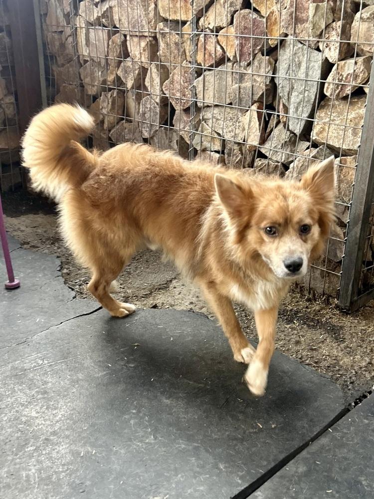 Monty, a ADOPTABLE mixed breed in TUCSON, AZ image 3/4
