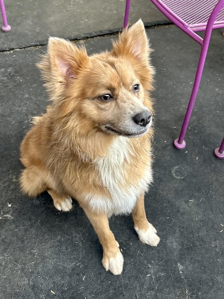Monty, a ADOPTABLE mixed breed in TUCSON, AZ image 2/4