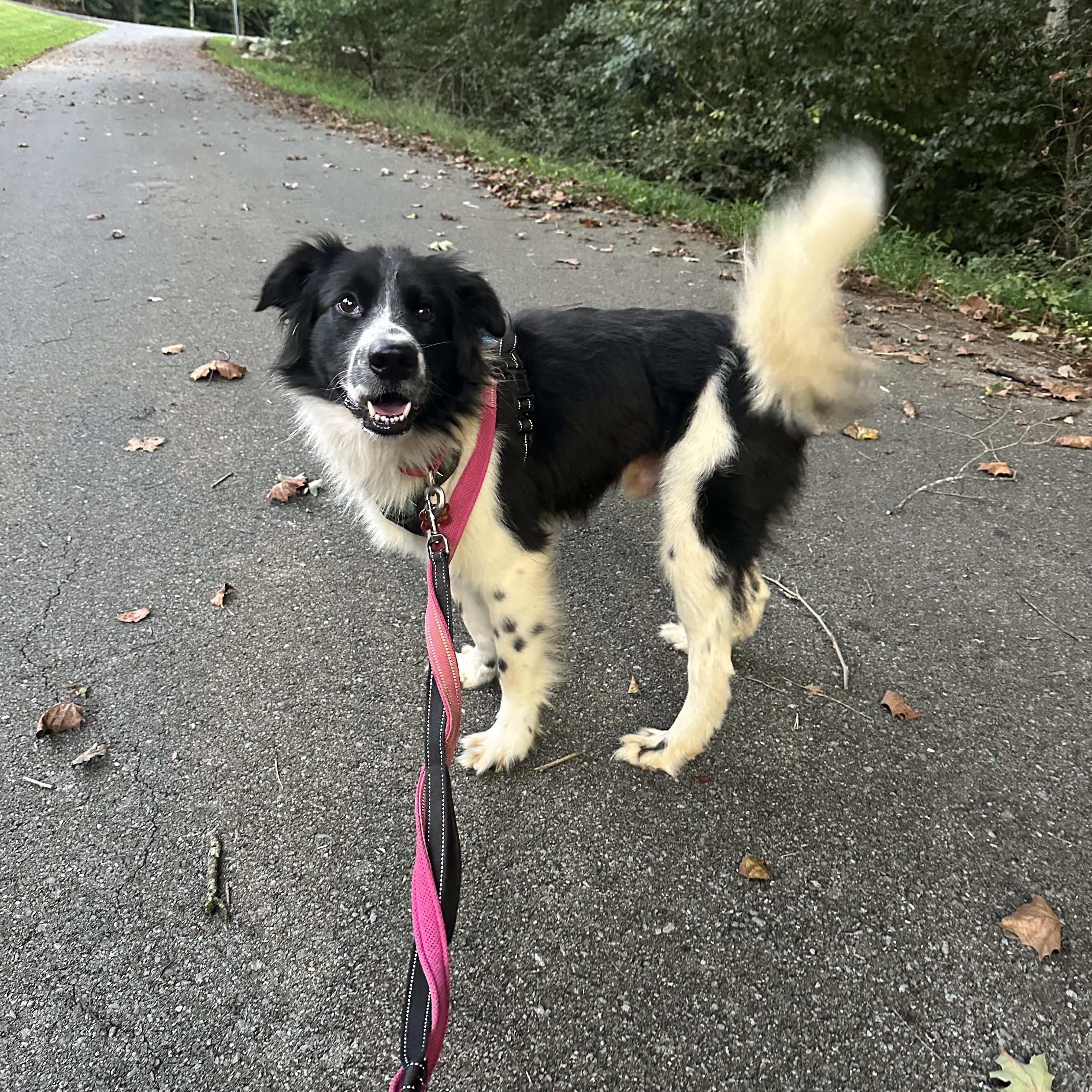 Enlarge Rocky, a Adoptable mixed breed in Sherman, CT image 2/6