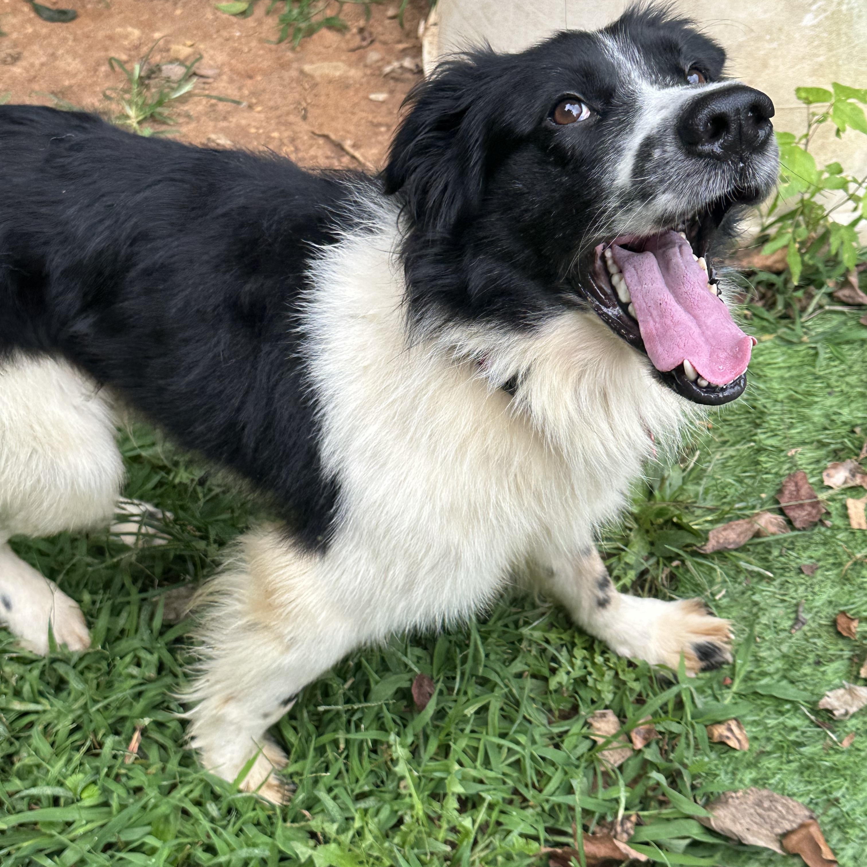 Enlarge Rocky, a ADOPTABLE mixed breed in Sherman, CT image 2/6