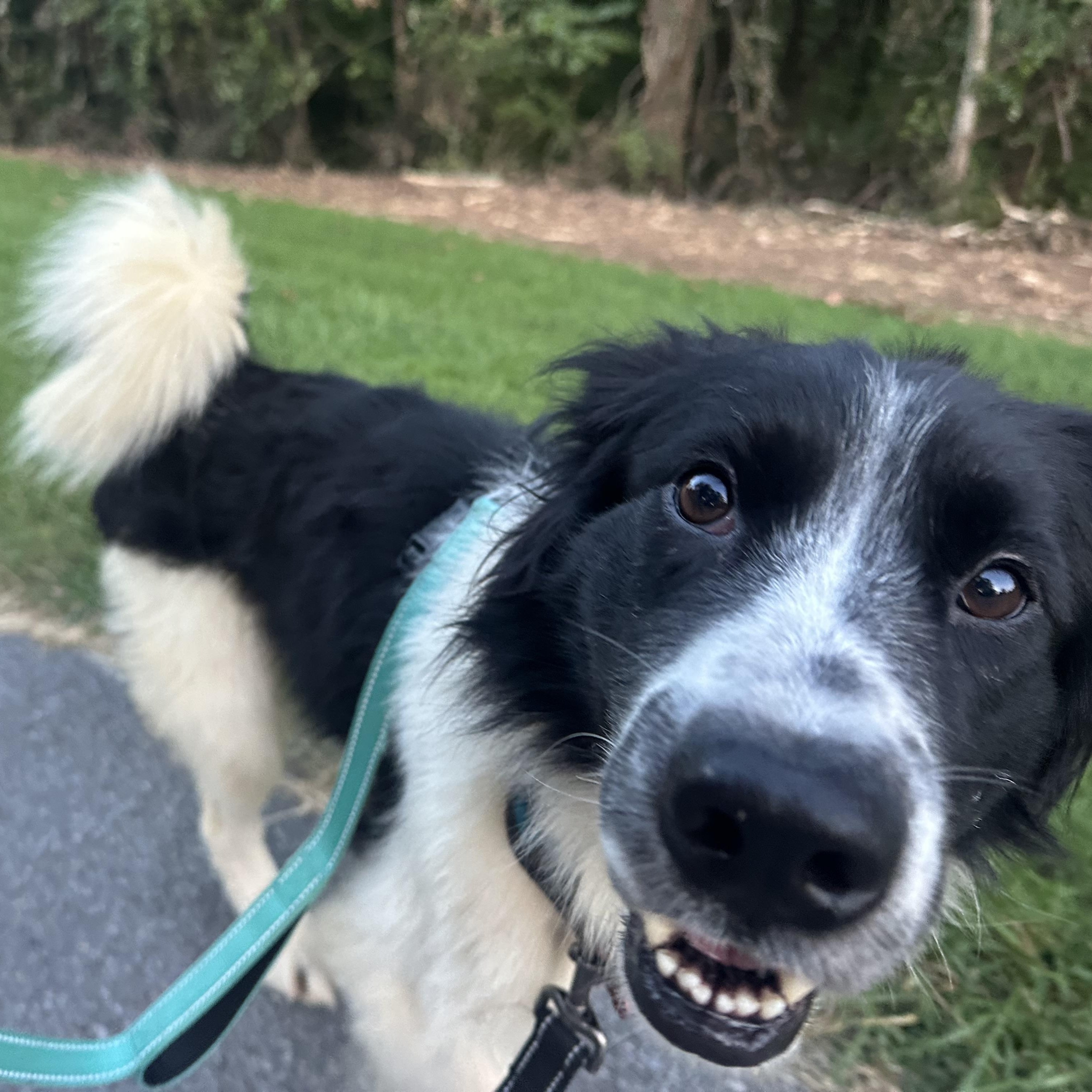 Enlarge Rocky, a Adoptable mixed breed in Sherman, CT image 6/6