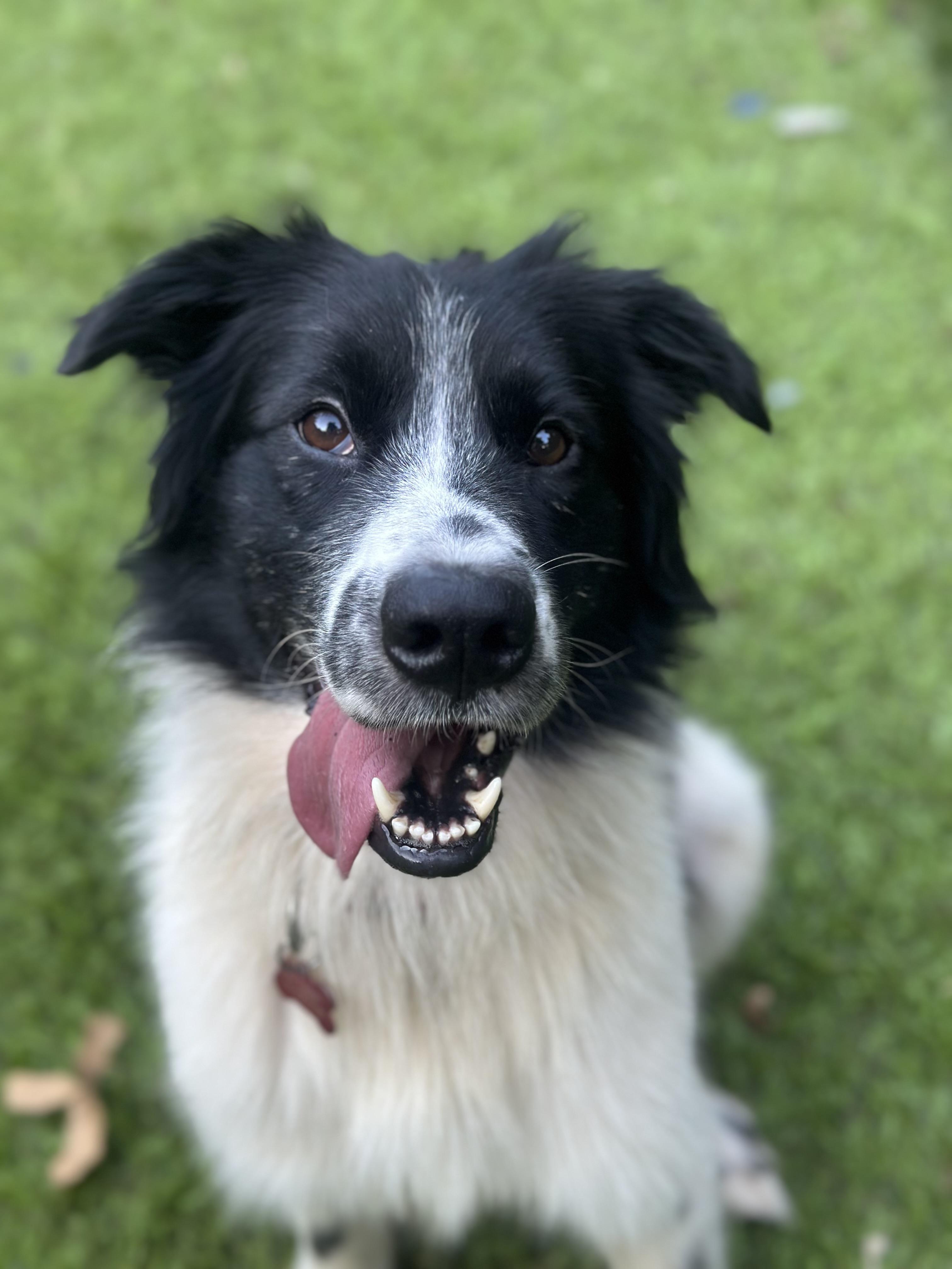 Rocky, Adoptable, Young Male Australian Shepherd & Border Collie.