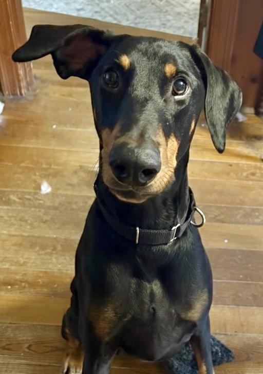KC, Adoptable, Senior Male Doberman Pinscher.