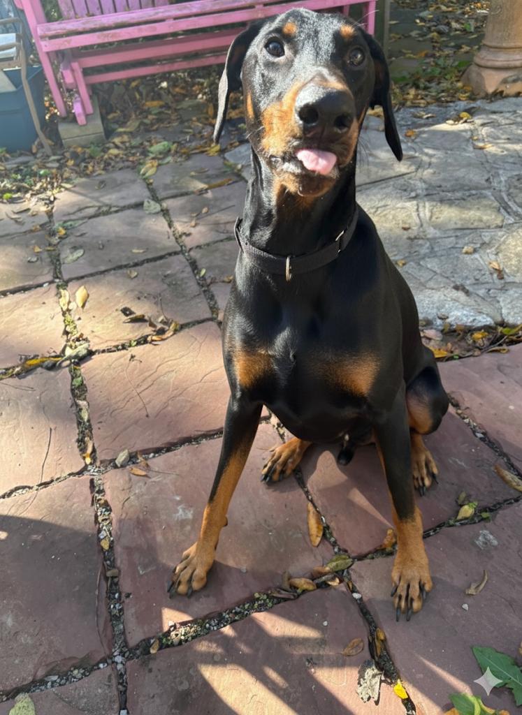 KC, a Adoptable Doberman Pinscher in Louisville, KY image 2/3