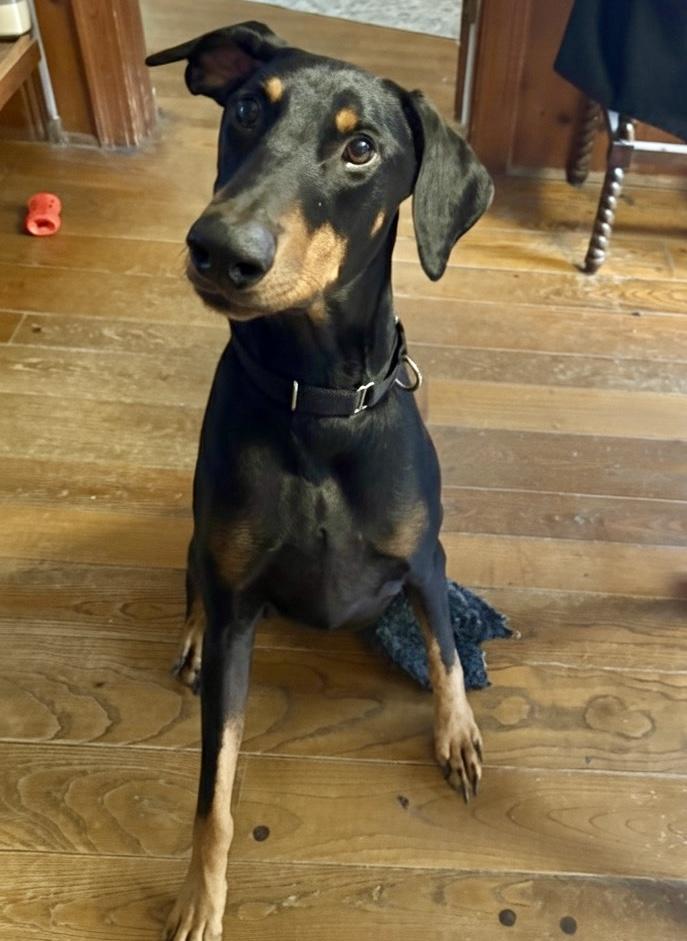 KC, a Adoptable Doberman Pinscher in Louisville, KY image 3/3