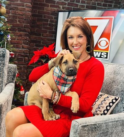 Enlarge Biscoff $125, a Adoptable mixed breed in Seneca, SC image 2/3