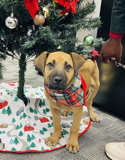 Enlarge Biscoff $125, a Adoptable mixed breed in Seneca, SC image 3/3