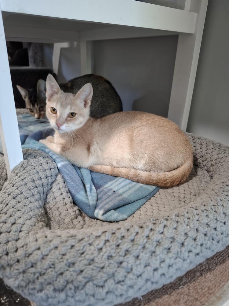 Enlarge Delta, a Adoptable Domestic Short Hair in Lewisburg, TN image 1/2