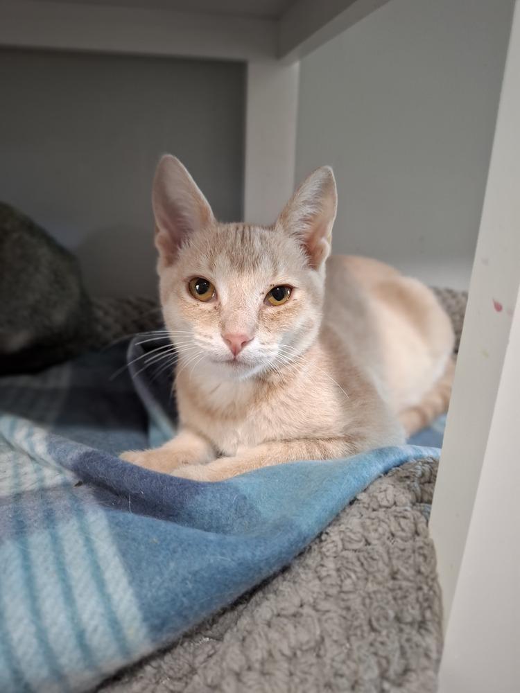 Enlarge Delta, a Adoptable Domestic Short Hair in Lewisburg, TN image 2/2