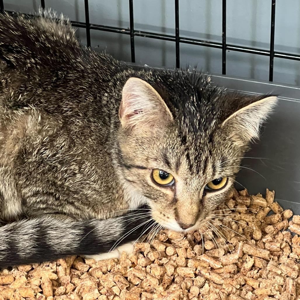 Perfection, Adoptable, Kitten Male Domestic Short Hair.