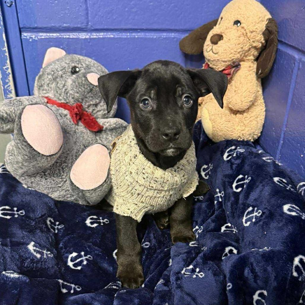 CT Sling Shot, Adoptable, Puppy Male Labrador Retriever & Catahoula Leopard Dog.