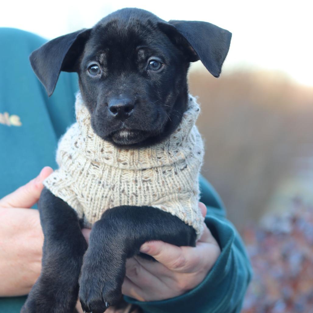 CT Sling Shot, an adopted mixed breed in Stormville, NY image 2/5